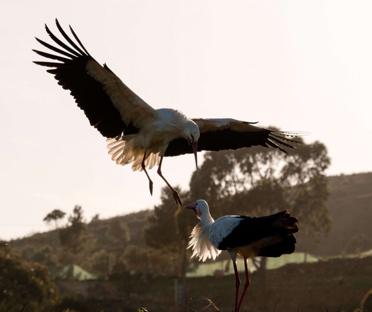 stork-algarve-min.jpg